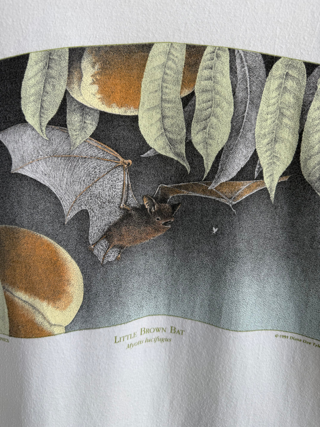 (XL) Little Brown Bat Tee